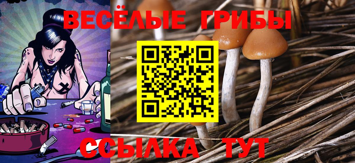 Тайшет  Галлюциногенные грибы Psilocybe  Вход с VPN 